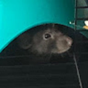 Meet your Posher, Avery